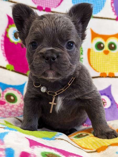 French bulldog fluffy. Blue boy's в фото 3