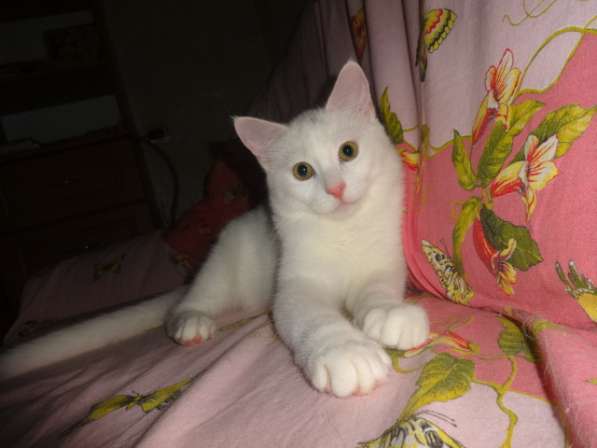 Необычный белый котик от као мани и рагамаффина в фото 8