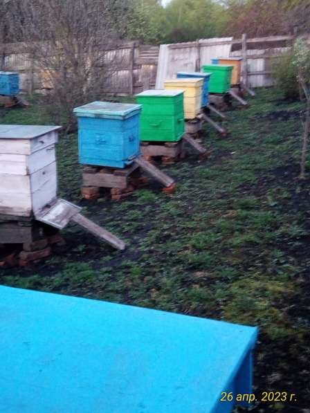 Продаю пчёлосемьи