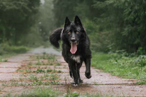 Черныш в самые любящие и ответственные ручки в Москве фото 4