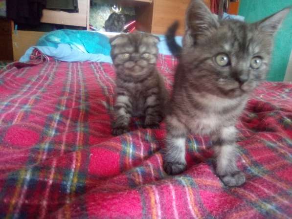 Шотландский денди скоттиш- страйт в Санкт-Петербурге фото 13