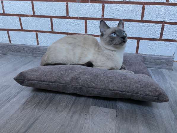 Подушка лежанка Barbaris для кошек Французский серый в Хабаровске фото 3