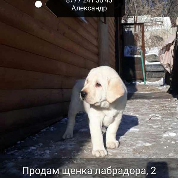 Продам щенка Лабрадора с документами