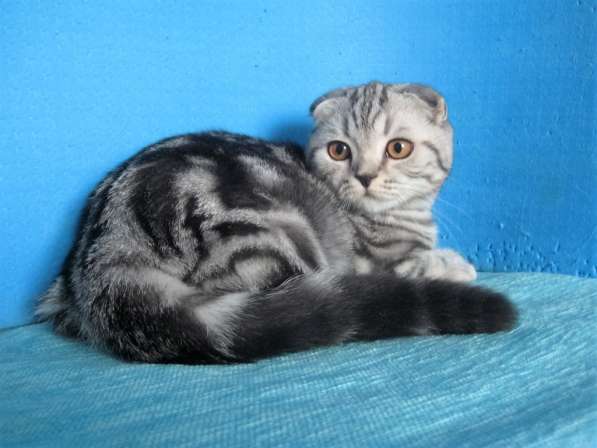 Кошечка с ярким контрастным мраморным окрасом в Казани фото 9