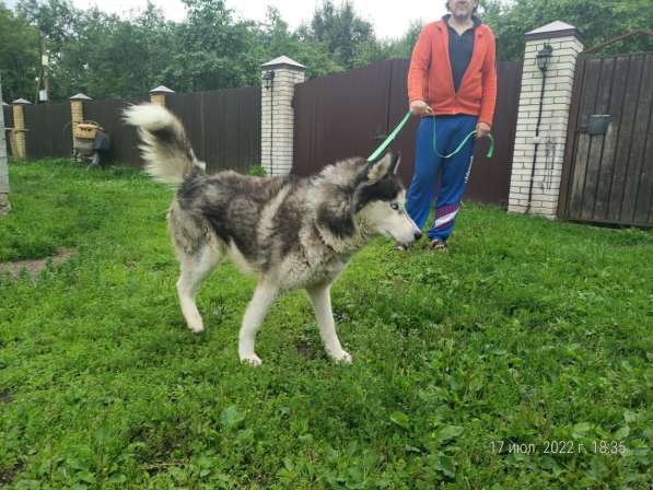 Хаски с разноцветными глазами ищет дом в Санкт-Петербурге фото 18
