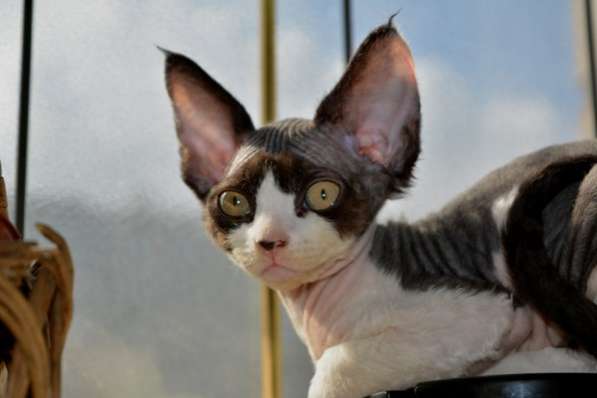 Девон-рекс. Котик в Москве фото 7