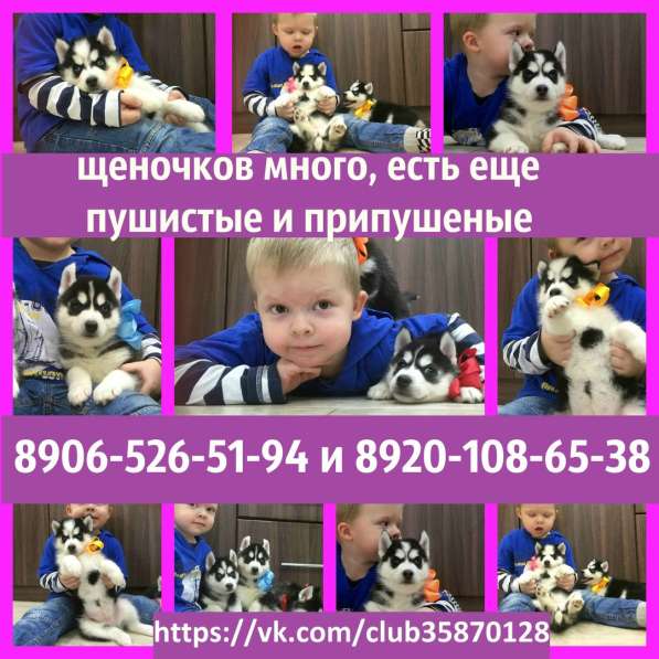 !Щеночки Хаски. Черно-белые голубоглазые в Кинешме