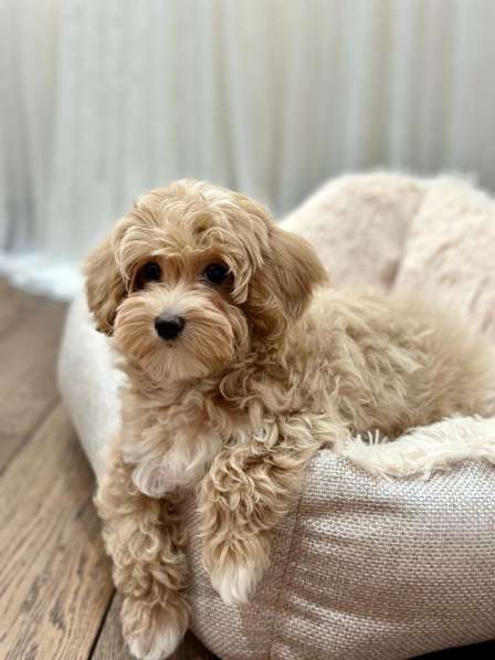 Мальтипу в фото 6