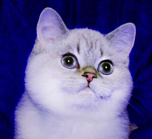 Эксклюзивная плюшевая Тереза фиалковые глазки в Москве