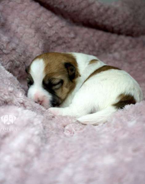 Щенки Джек Расселл Терьера FCI в фото 11