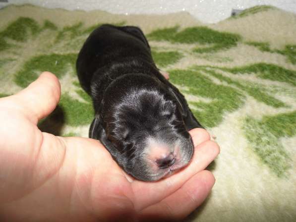 Немецкий дог в Нальчике фото 10