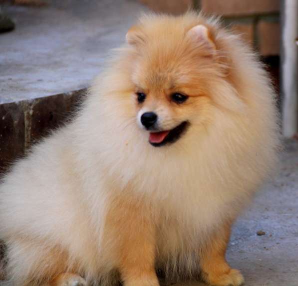 Щенки шпица в Раменское фото 19