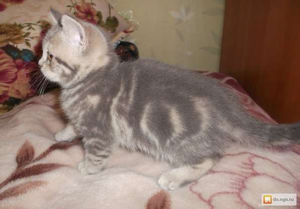 Шотландские котята в Севастополе фото 5