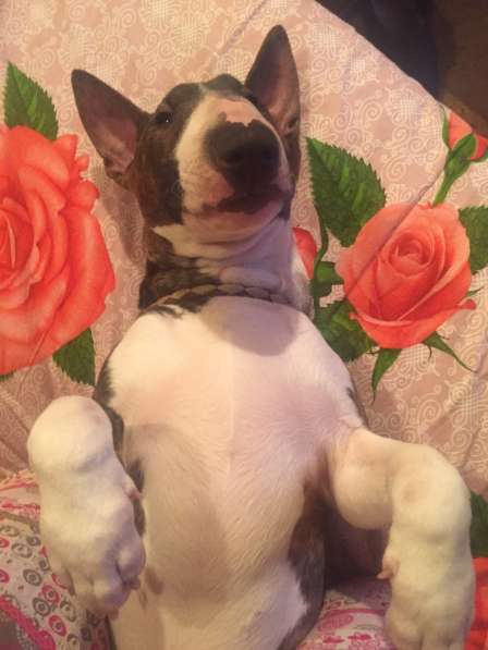 Standard Bullterrier. Female в Санкт-Петербурге фото 12