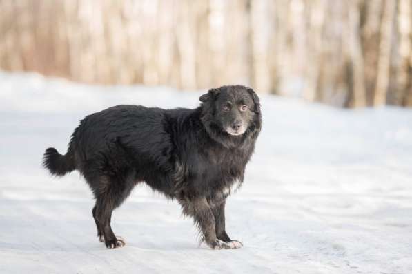 Обаятельный черный пёс Тедди в добрые руки в Москве фото 8