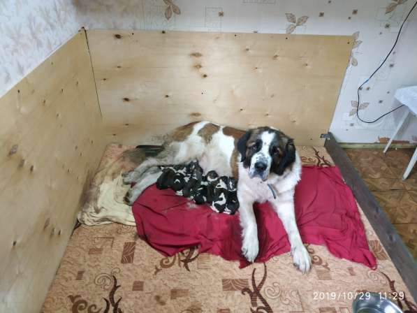 Щенки Московской сторожевой в Москве фото 5