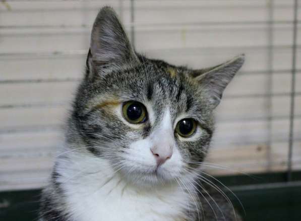 Милая Тесси мечтает стать домашней в Москве фото 4