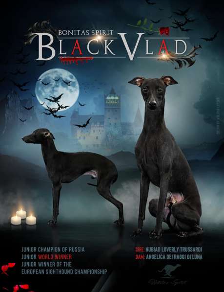 Щенки левретки питомника AMOROSO VERO в Саратове