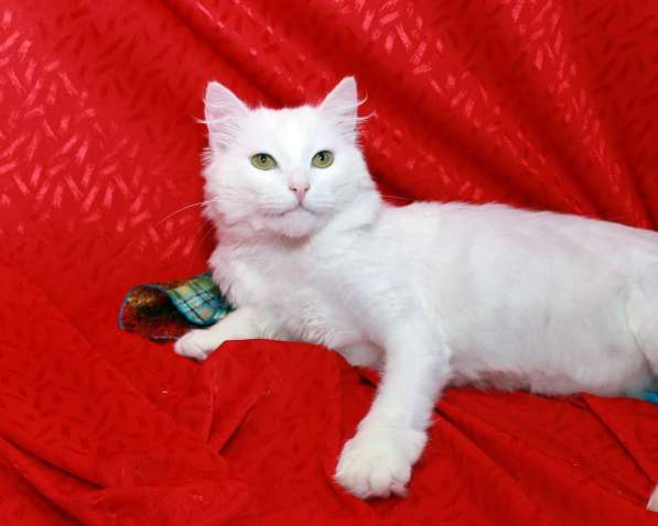 Кот в добрые руки. Пушистый Амур в Калуге фото 14