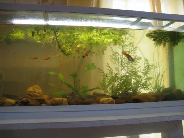 Акваферма, много аквариумов, не дорого в Самаре фото 4