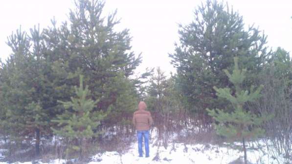 Баланс сосна, береза.