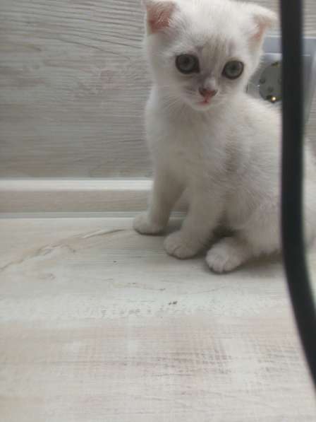 Шотландский кот в фото 6