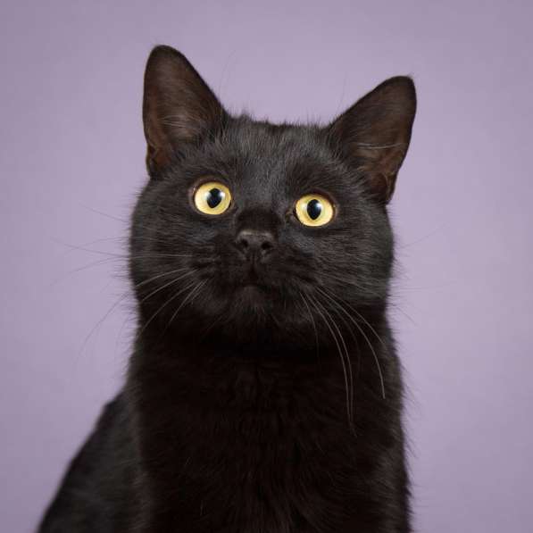 Идеальный черный красавец — кот Вин Дизель в дар в Москве фото 7