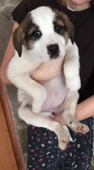 Щенки бесплатно в Санкт-Петербурге фото 21