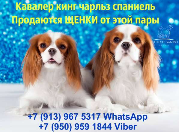 Кавалер кинг чарльз спаниель в Омске фото 6