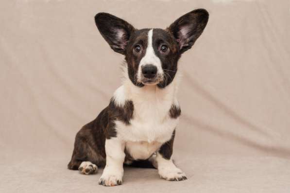 Щенки Вельш-Корги Кардиган в Воронеже фото 15