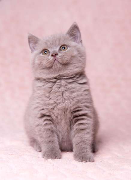 Британская лиловая кошечка в Москве фото 3