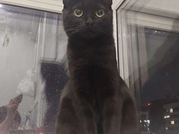 Кошка Чёрная Мамба ищет дом в Химках фото 15