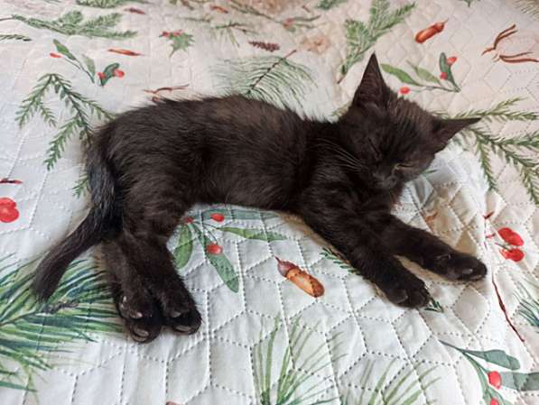 Черненькое солнышко домашний котенок Черничка в добрые руки в Москве
