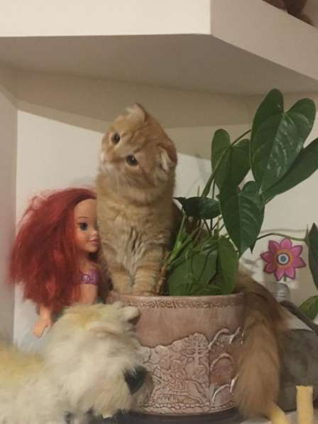 Отдам котиков в добрые руки в Москве фото 9