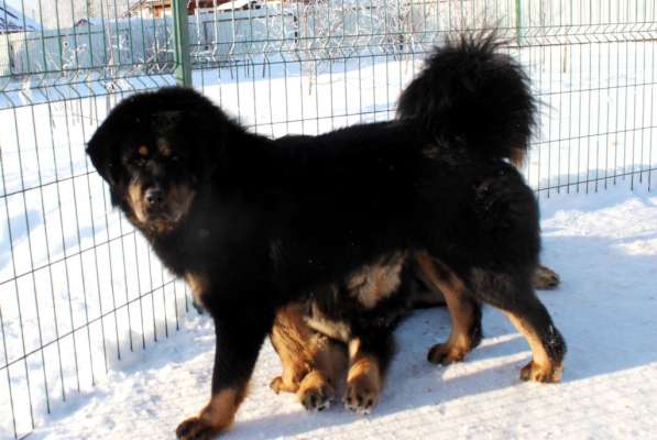 Тибетский мастиф - лучший страж на территории в Москве фото 138