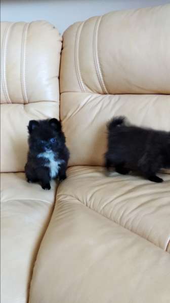 Померанского шпица Щенки в фото 11