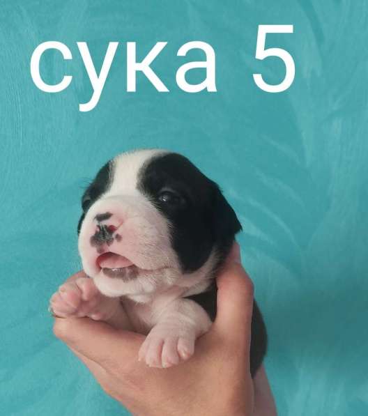 Щенки в Москве фото 12