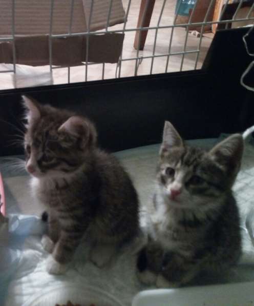 Две чудных девчушки ищут дом!!! в Дзержинском фото 6