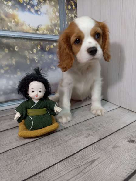 Кавалер Кинг Чарльз спаниель в фото 9