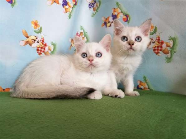 Котик и кошечка с голубыми глазами в Казани фото 3