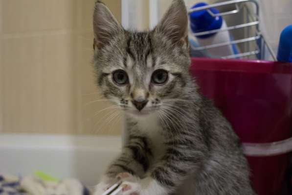 Юные котята ищут дом в Санкт-Петербурге