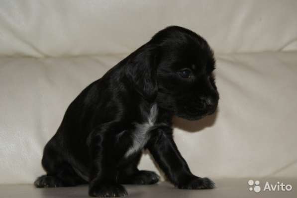 ЩЕНКИ РУССКОГО ОХОТНИЧЬЕГО СПАНИЕЛЯ в Туле фото 3