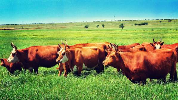 Коровы калмыцкой мясной породы