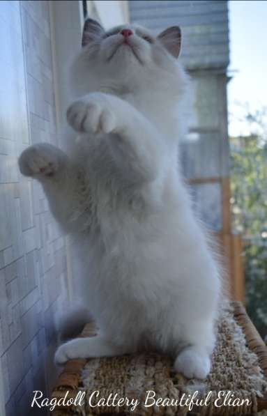 Котёнок рэгдолл в Москве фото 15