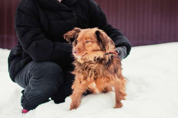 Маленькая собака в добрые руки в Саранске фото 3
