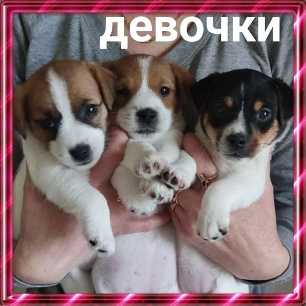 Щенки Джек Рассел Терьер в Твери фото 42