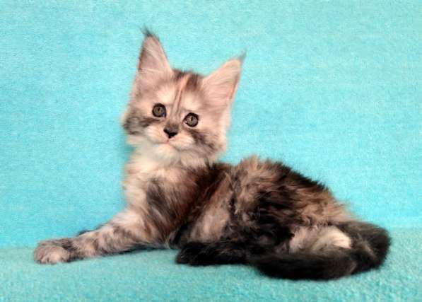 Апельсинки к Новому Году в Рязани фото 77