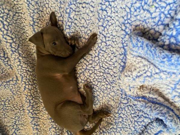 Italian greyhounds blue girl 1 months $4500 AKC Registration