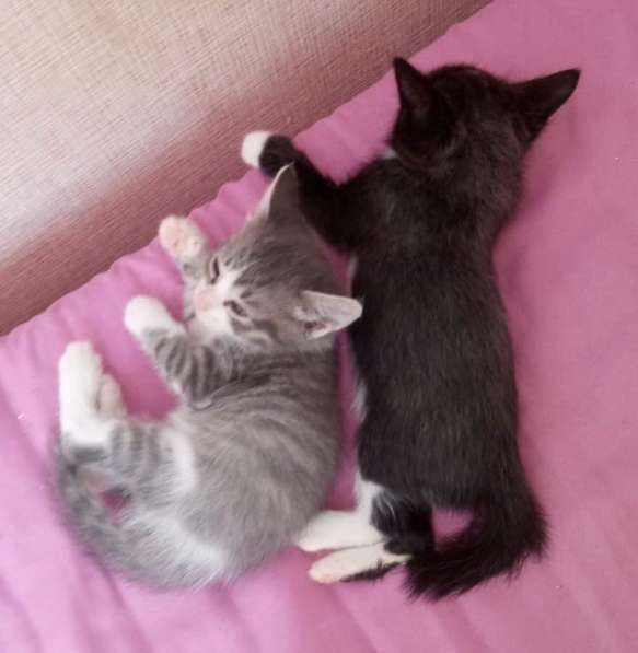 Кошечка в дар в Сочи фото 9