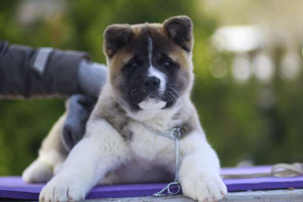 Щенки Американской акиты в Санкт-Петербурге фото 14